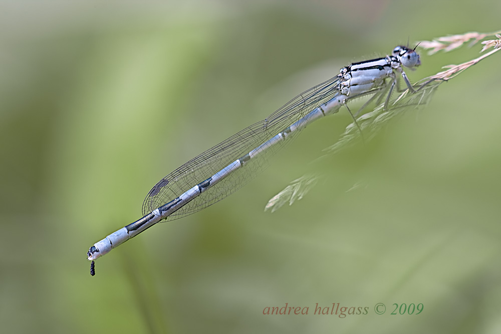 Enallagma cyathigerum